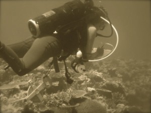 SurveyDiver